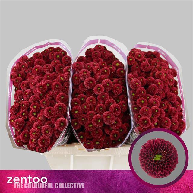 <h4>Chr S Aaa Purpet Red</h4>