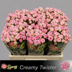 R TR CREAMY TWISTER