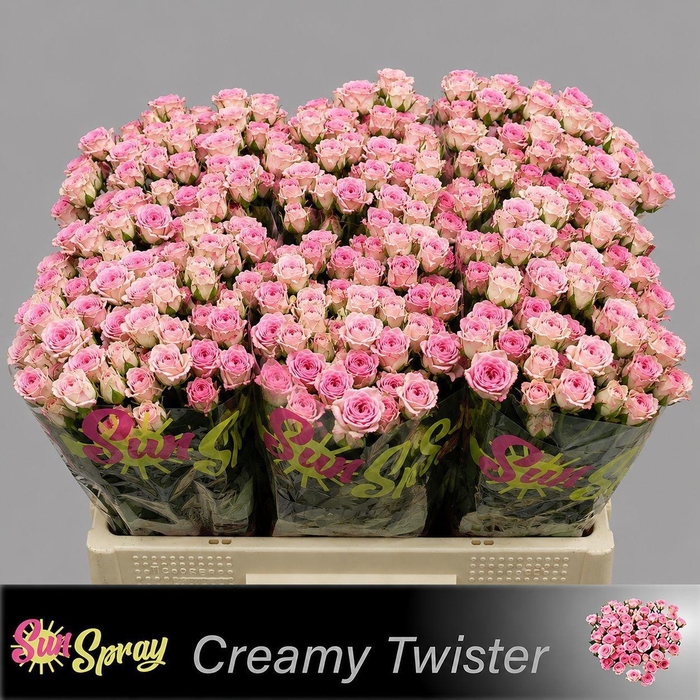 <h4>R TR CREAMY TWISTER</h4>