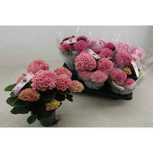 HYDR M MAG REVOLUTIO