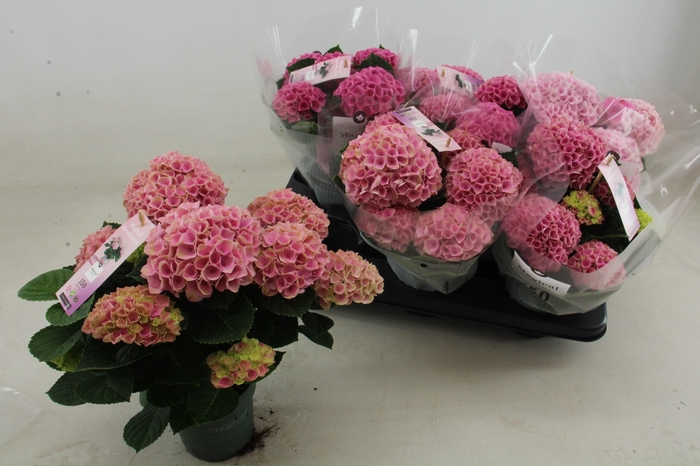 <h4>HYDR M MAG REVOLUTIO</h4>