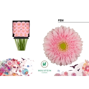 Gerbera Fem Diamond Per Kaart