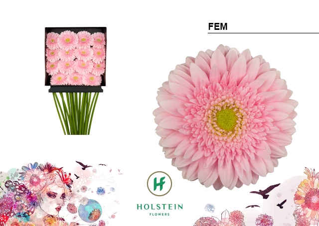 Gerbera Fem Diamond per kaart