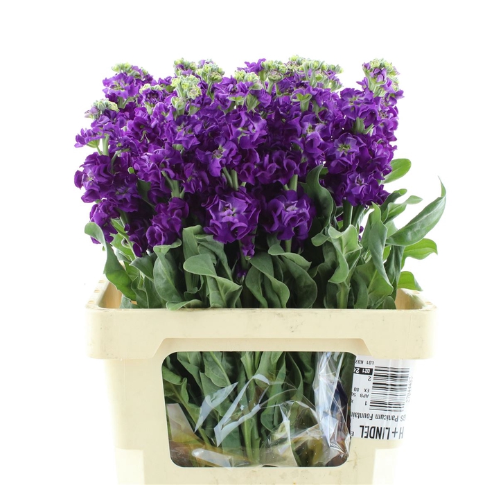 <h4>Matth Iron Purple</h4>