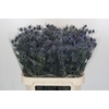 Eryngium Blue Dynamite