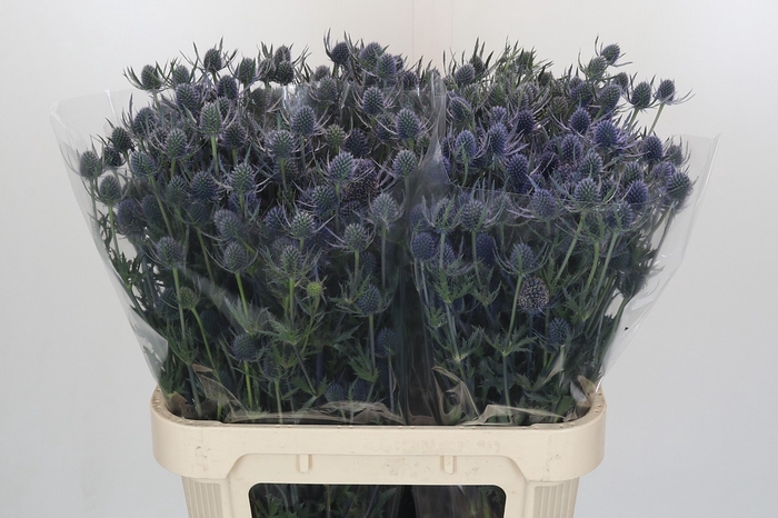 <h4>Eryngium Blue Dynamite</h4>