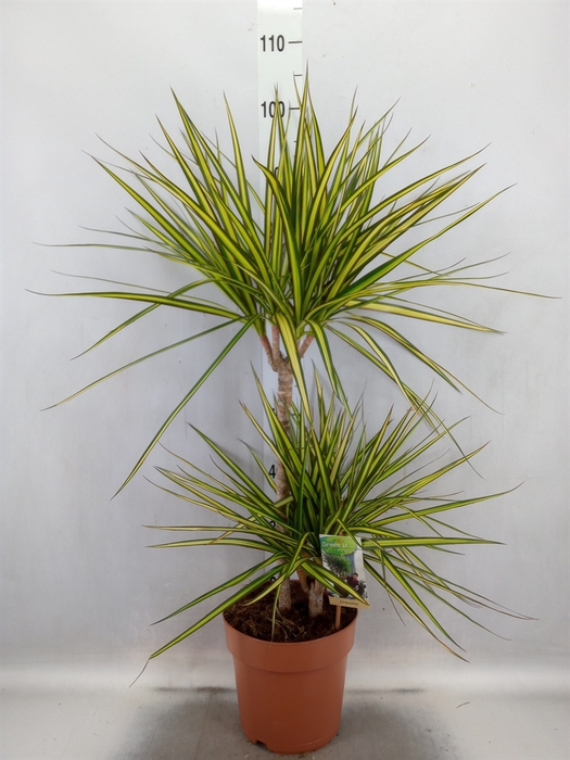 <h4>Dracaena marg. 'Sunray'</h4>