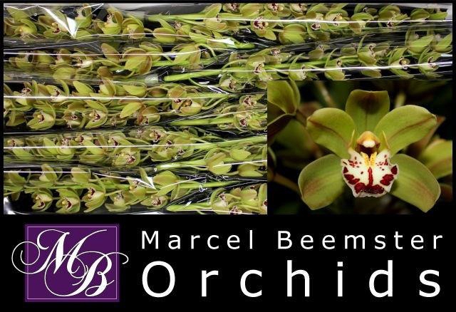 <h4>CYMB MI GREENLAND</h4>