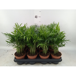 Chamaedorea elegans