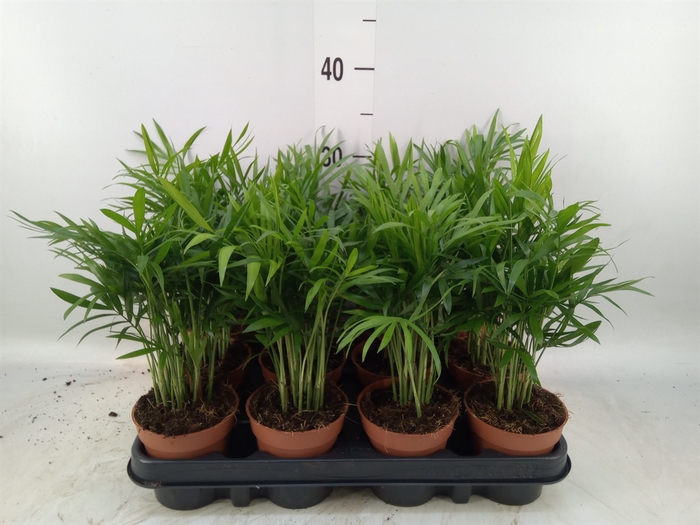 <h4>Chamaedorea elegans</h4>