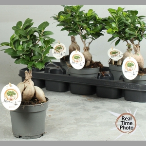FIC MI GINSENG
