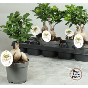 FIC MI GINSENG