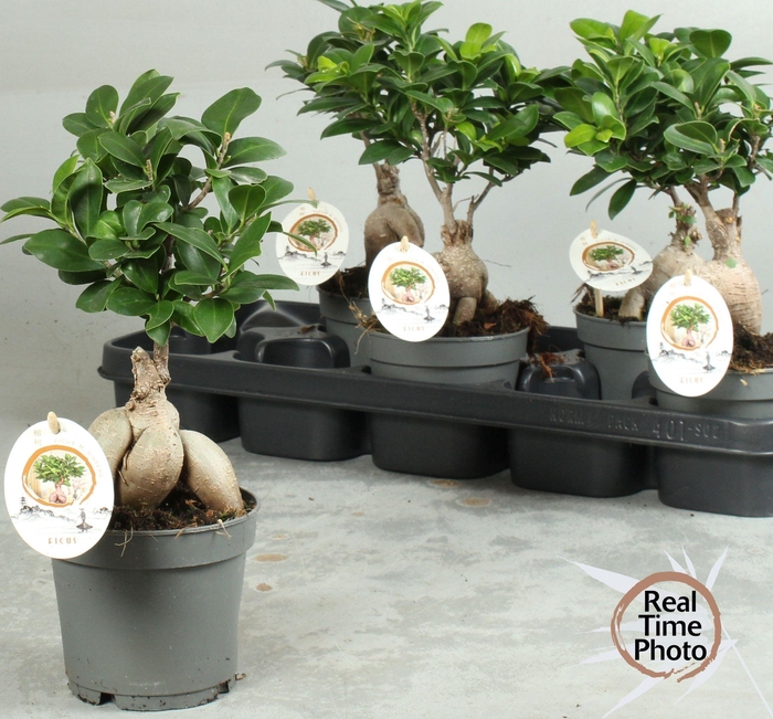 <h4>FIC MI GINSENG</h4>