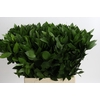 Ruscus Hypophyllum