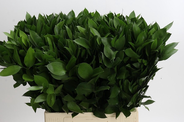 <h4>Ruscus Hypophyllum</h4>