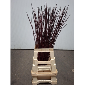 CORNUS ALBA SIBIRICA 080CM