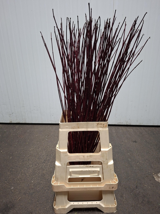 <h4>CORNUS ALBA SIBIRICA 080CM</h4>