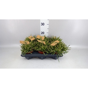 Rhipsalis baccifera subsp. horrida