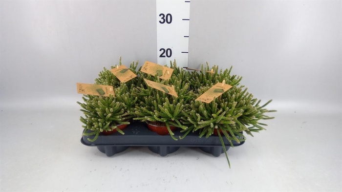 <h4>Rhipsalis baccifera subsp. horrida</h4>