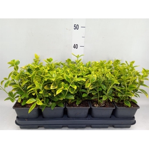 Euonymus japon. 'Aureomarginatus'