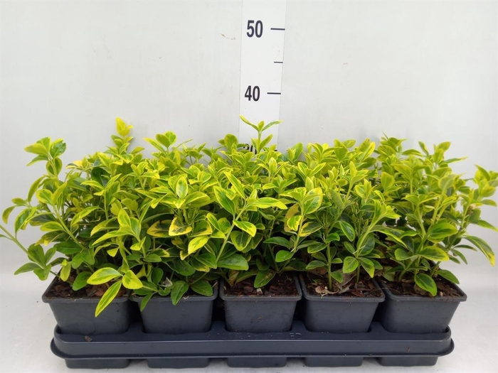 <h4>Euonymus japon. 'Aureomarginatus'</h4>