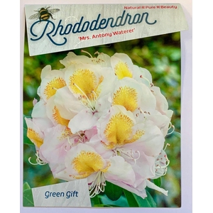 Rhodo. 'Mrs. T.H. Lowinsky' light pink spotted