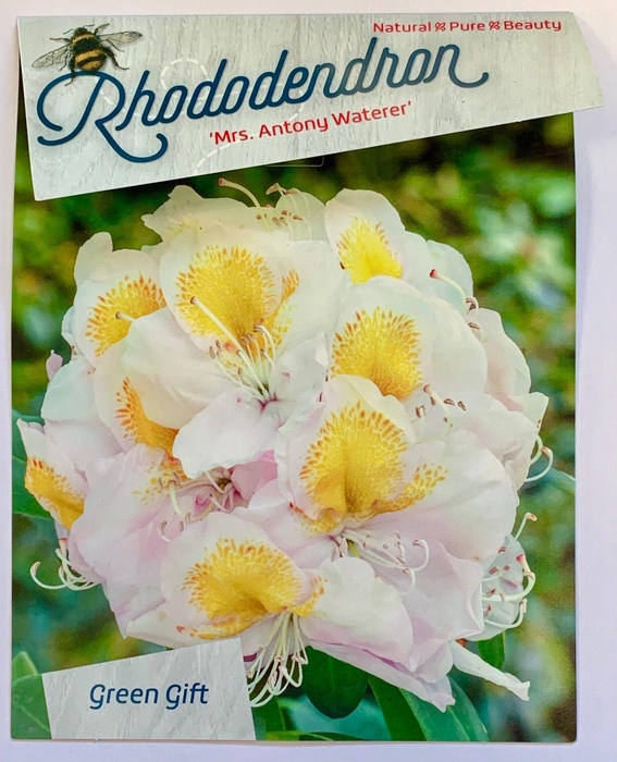 <h4>Rhodo. 'Mrs. T.H. Lowinsky' light pink spotted</h4>