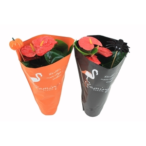 Anthurium XL.88 Aloha Red met oranje en zwarte hoes met halloween bijstekers