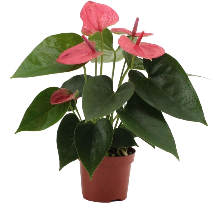 <h4>Anthurium andr. 'Sweet Dream'</h4>