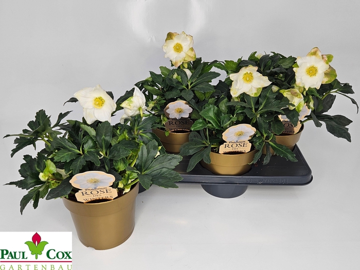 <h4>HELL NI HGC JASPER</h4>