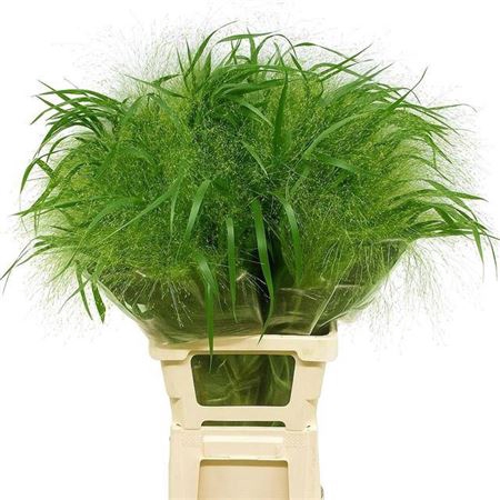 <h4>Panic Vi Fontaine 80 Cm</h4>