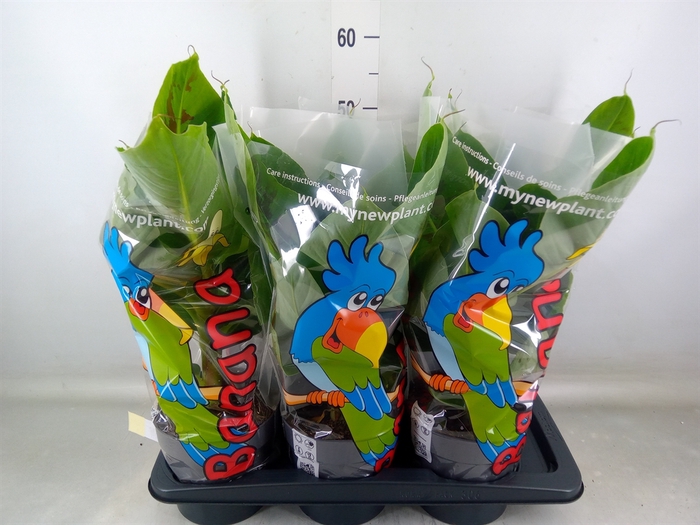 <h4>Musa  'Tropicana'</h4>