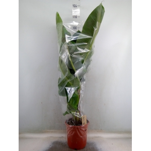 Musa  'Dwarf Cavendish'