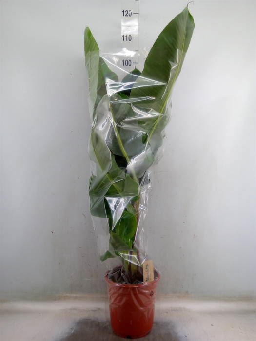 <h4>Musa  'Dwarf Cavendish'</h4>