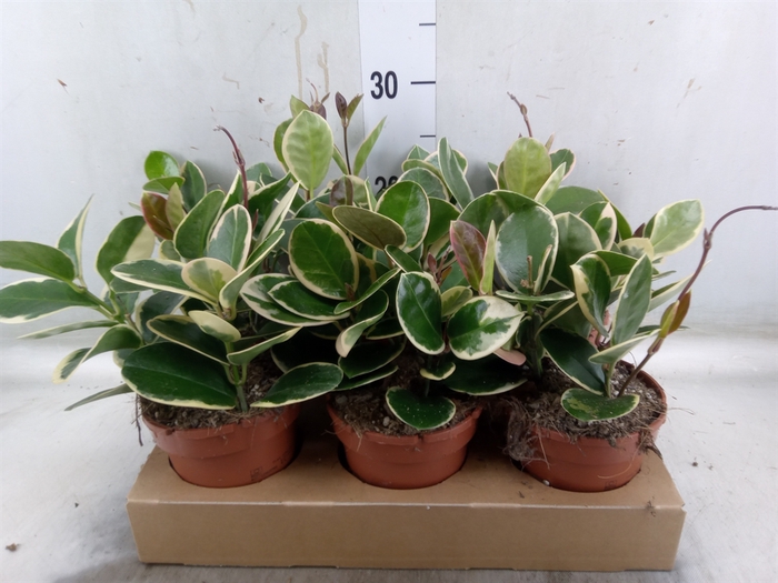 <h4>Hoya australis 'Blondie'</h4>