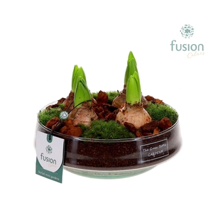 Green Bottle Iris Medium met Hyacinten