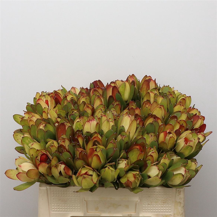 <h4>Leucad Laurel Yellow</h4>