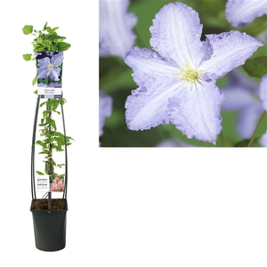 Clematis 'Blue Angel' +light label