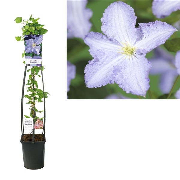 <h4>Clematis 'Blue Angel' +light label</h4>