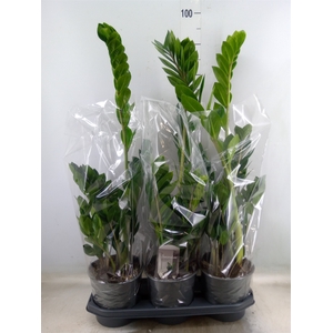 Zamioculcas zamiifolia