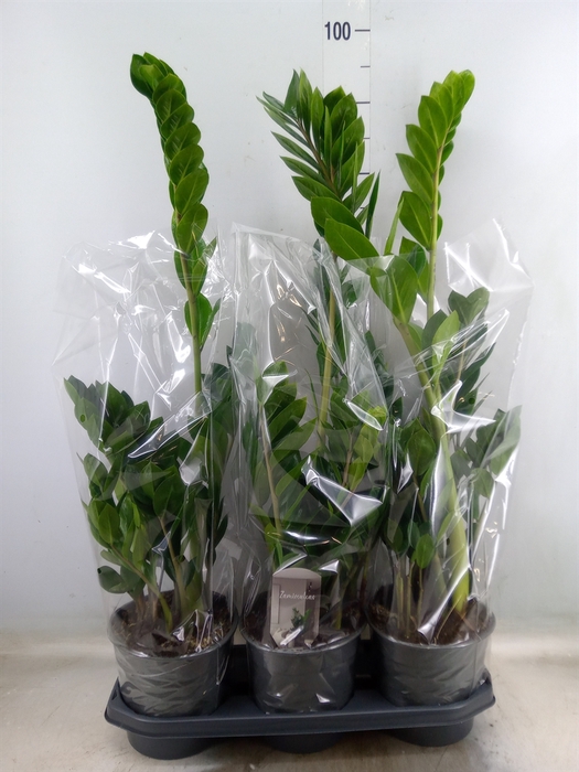 <h4>Zamioculcas zamiifolia</h4>