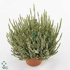 Calluna vulg. 'Beauty L Veronique'