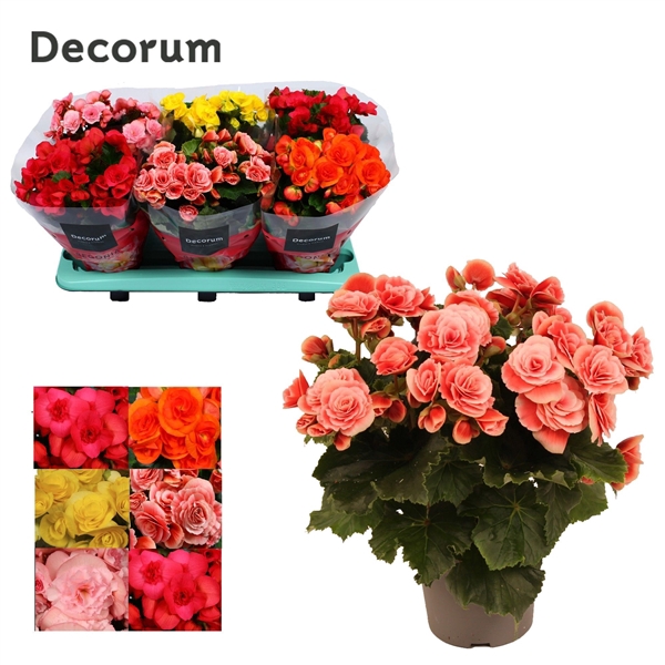 <h4>Begonia 13cm mix in tray(5 kleuren) Decorum</h4>