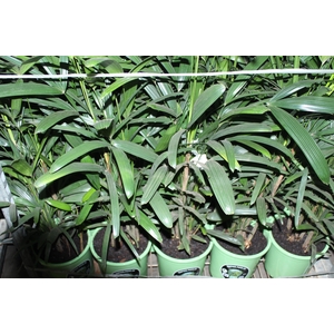 PALMEIRA RAPHIS P24