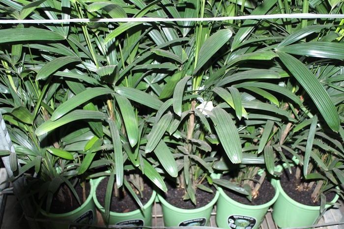 <h4>PALMEIRA RAPHIS P24</h4>