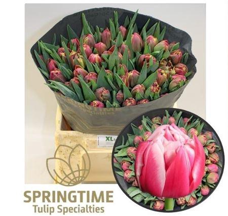 <h4>Tu Du Columbus</h4>