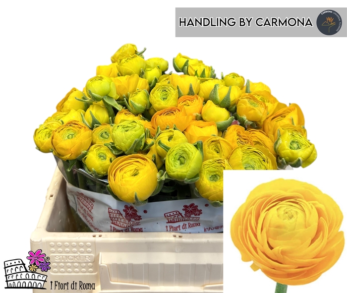 <h4>RAN EL YELLOW</h4>