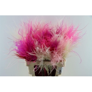 Dried Stypha Penata Pink Mix Bunch