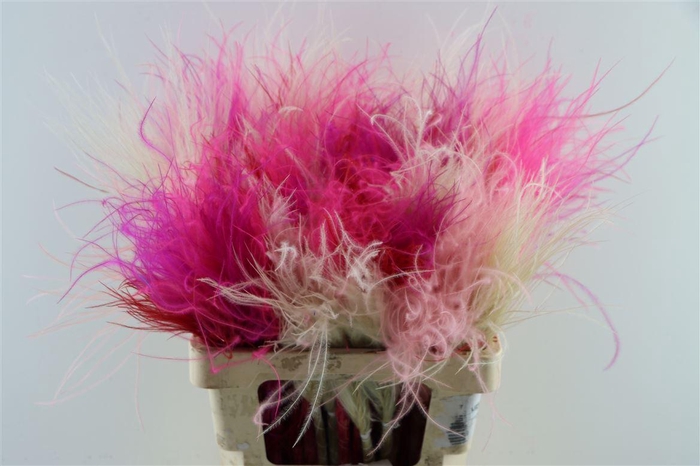 <h4>Dried Stypha Penata Pink Mix Bunch</h4>