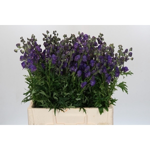 Aconitum Napellus